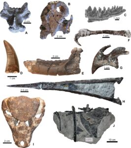 Fig_2_fossils