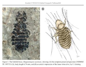Smaller than Small, the Unique Eocene Louse