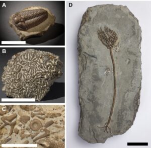 Figure 3 Silurian Fossils