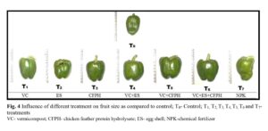 Application of egg shell with fortified vermicompost in Capsicum cultivation A strategy in waste management