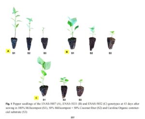 Quality of seedlings of different pepper genotypes grown in millicompost An organic substrate generated by millipedes’ activity