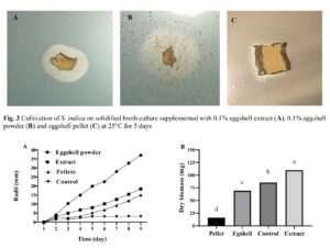 Vermicomposting of cow dung amended with eggshell powder Possible roles of eggshell powder on the growth models of Serendipita indica wheat growth and performances and soil enzymes activity