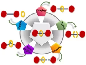 Catalytic asymmetric synthesis using rotaxanes