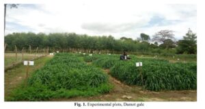 Potential of Oat (Avena sativa), Vetch (Vicia villosa) and their Mixtures as Fodder in the Ethiopian Highland
