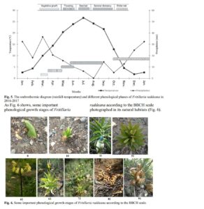 Life Cycle and Phenological Growth Stages in Endangered Fritillaria raddeana Regel Using BBCH Scale in Its Natural Habitat, Northern Khorasan Province, Iran