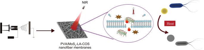 Encapsulating MoS2-nanoflowers conjugated with chitosan oligosaccharide into electrospun nanofibrous scaffolds for photothermal inactivation of bacteria