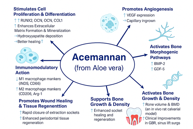 Acemannan from Aloe Vera: A Promising Biological Agent for Osteoinductive Applications in Guided Bone Regeneration
