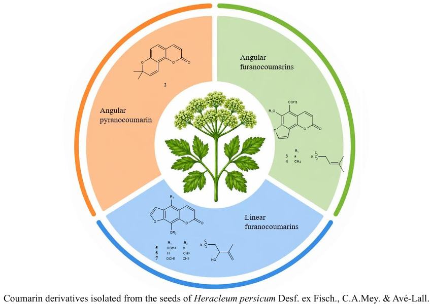 Isolation and Characterization of Coumarin Derivatives from the