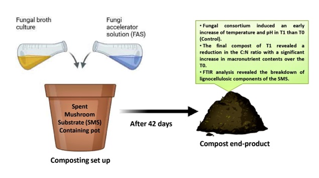 Application of lignocellulolytic fungal consortium for quality composting of spent mushroom substrate: physicochemical parameters and maturity assessment of the end-products