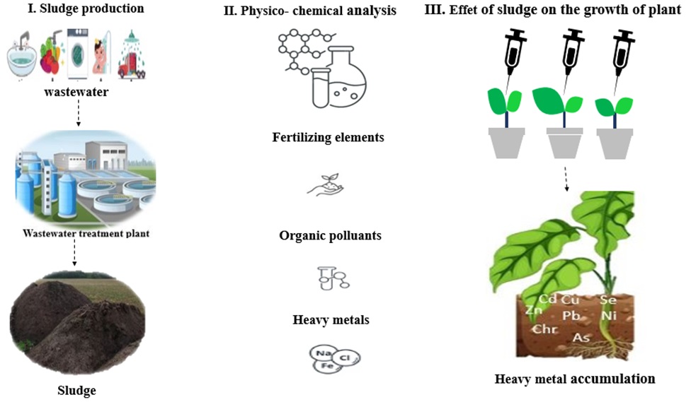 Analysis of the fertilizing potential of sewage sludge and its impact onagriculture and the environment