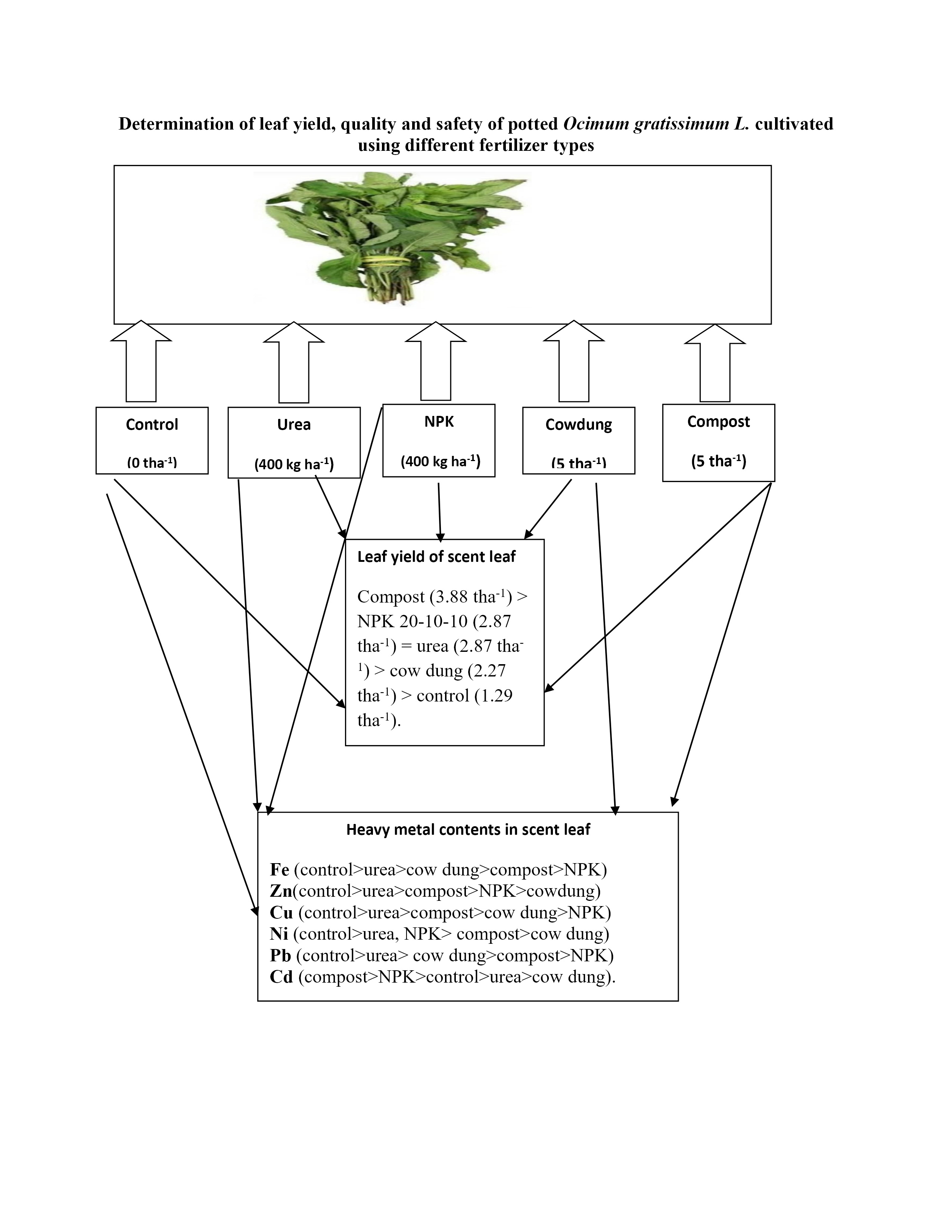 Determination of growth, leaf yield, quality and safety of potted Ocimum gratissimum L. cultivated using different ferti