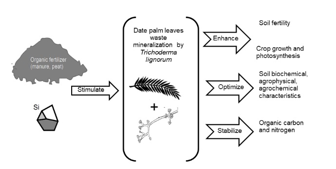 Recycling of date palm foliar waste into a biofertilizer using siliceous minerals and Trichoderma lignorum