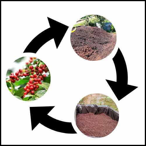 Composting of coffee husk waste as circular economy practice in local coffee bean production