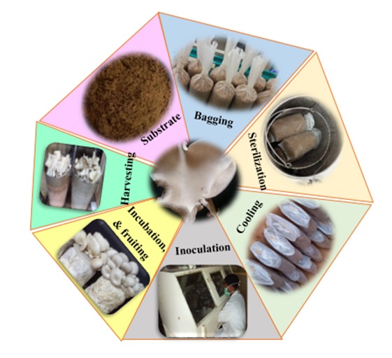 Evaluating the Performance of Tea Leaf Waste as a Substrate Supplement for Cultivating Pleurotus ostreatus L. on Groundnut Shell