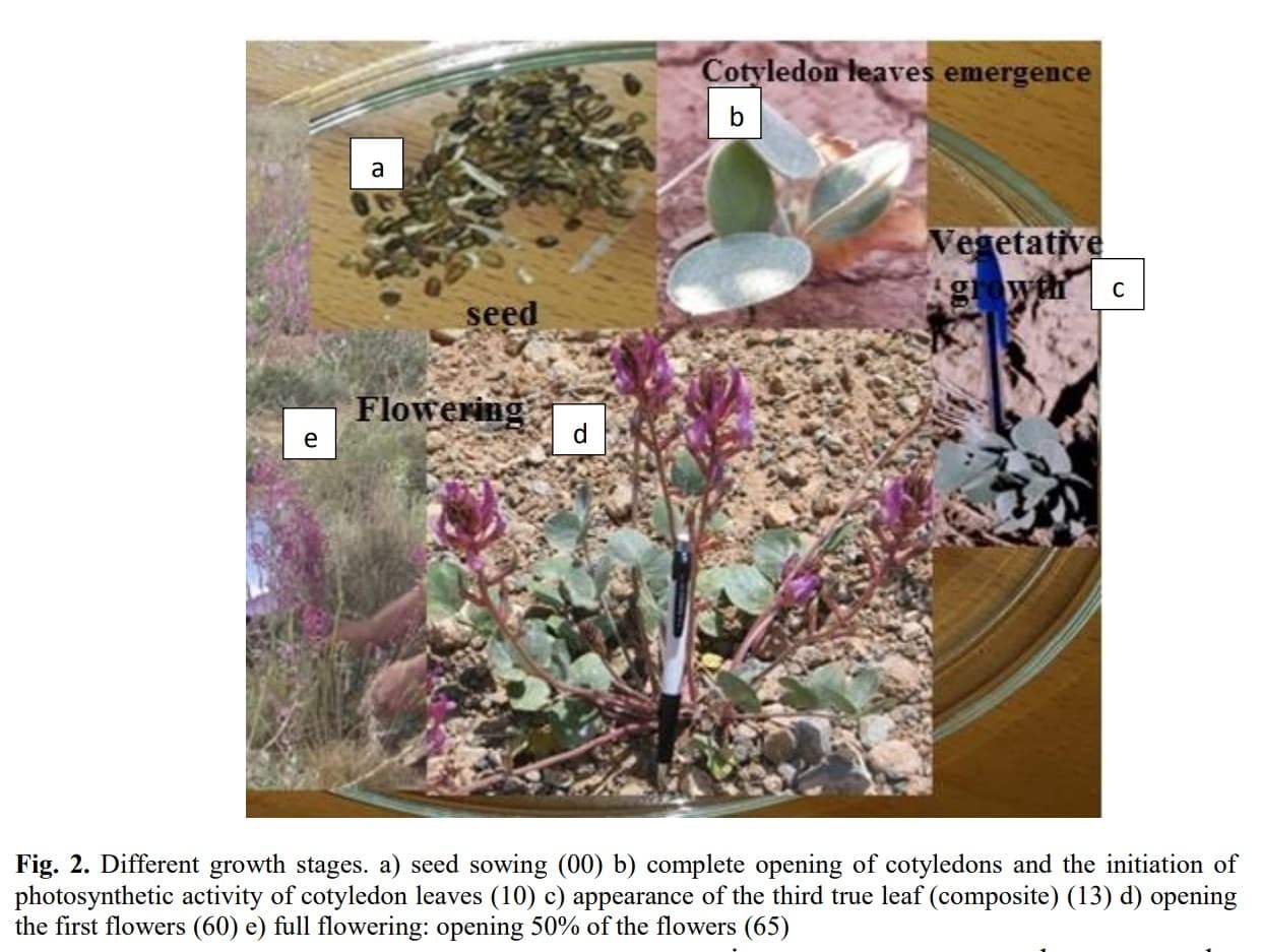 Impact of Sowing Date on Growth, Phenology and Yield of Three Ecotypes of Astragalus cyclophyllon G. Beek in Semirom Rangelands, Iran