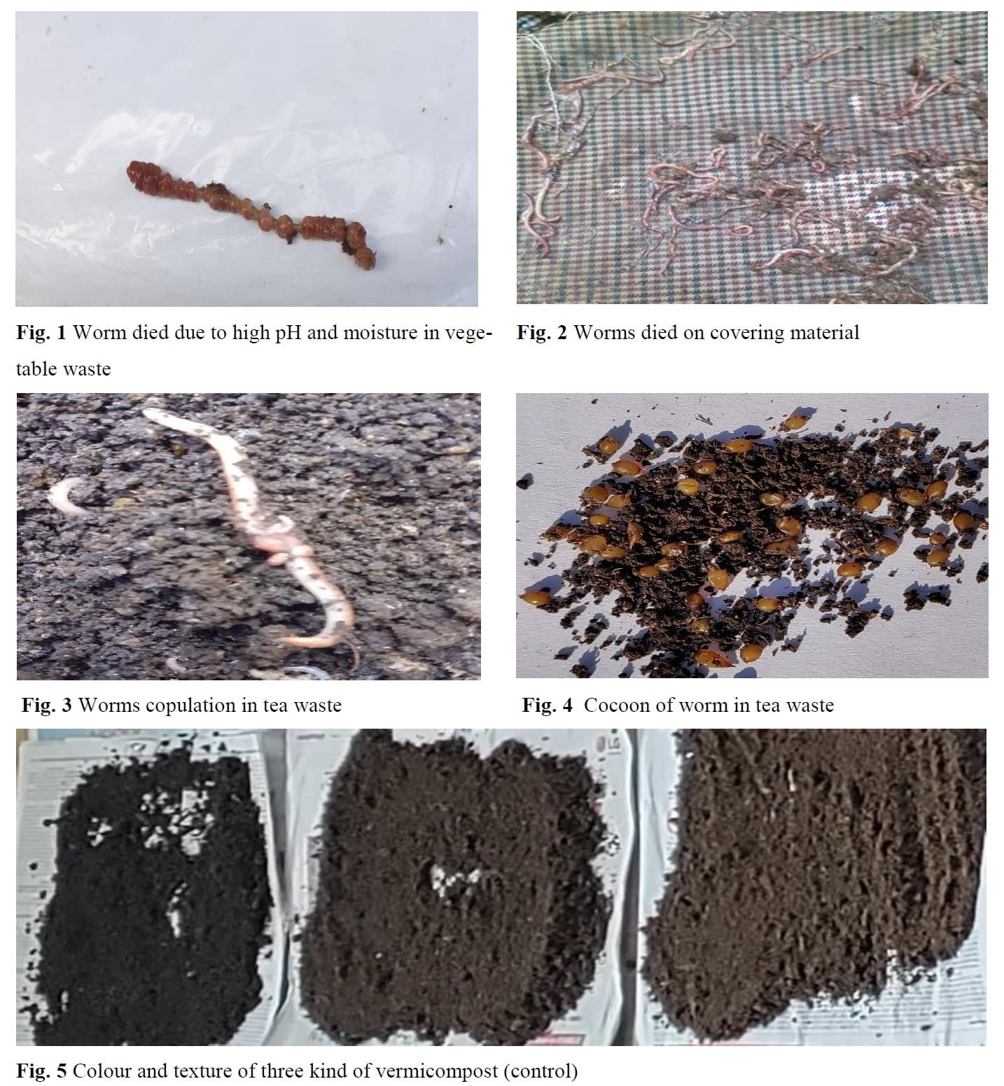Potential of Eisenia fetida (Redworm) for the conversion of three varieties of organic waste